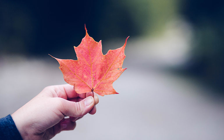 A person's hand holding a red maple leaf.